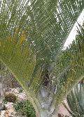 Triangle Palm / Dypsis decaryi 